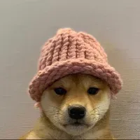 Dogwifhat